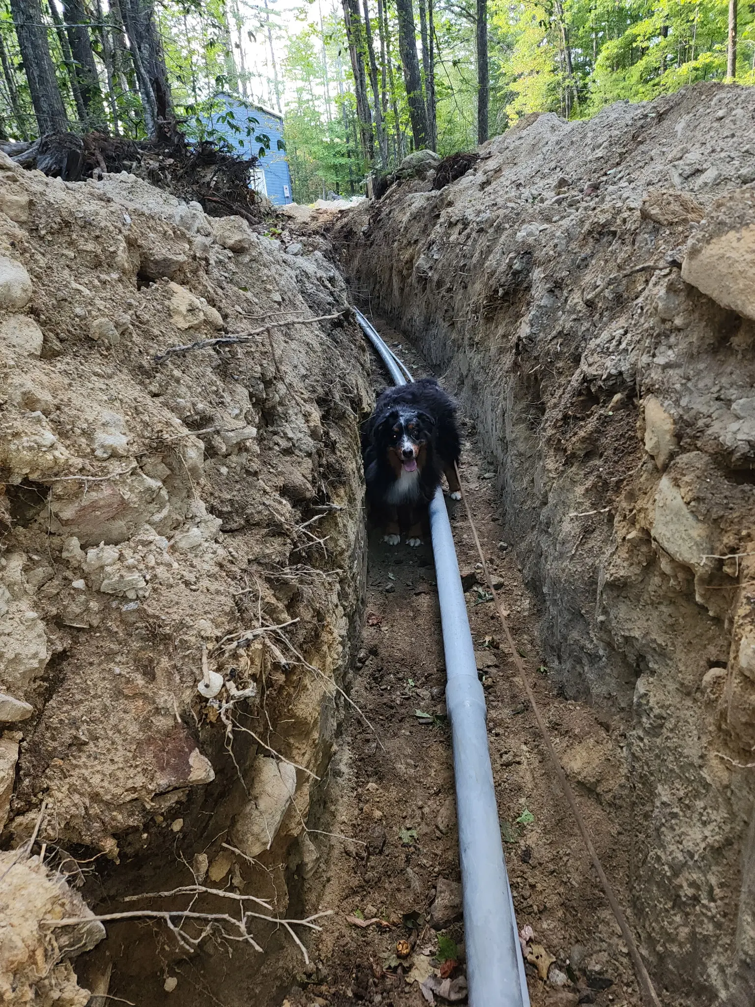 Dog standing in a trench beside PVC conduit during an underground electrical installation